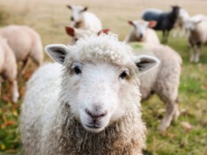 Les clichés irlandais : les moutons sur la route